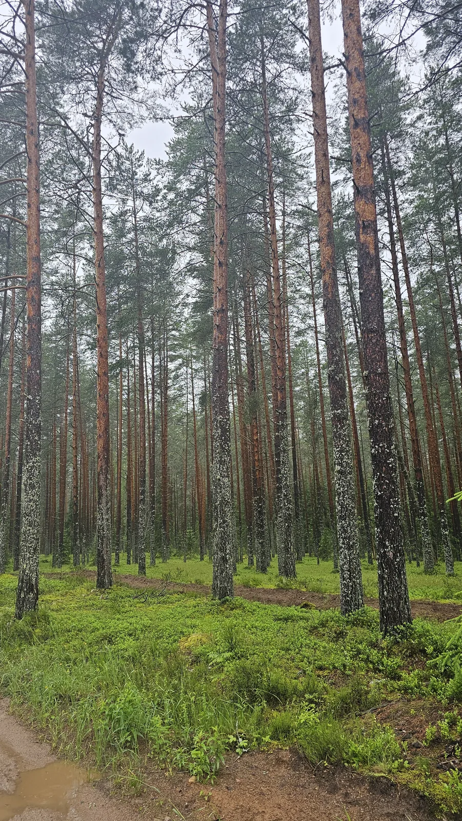 Сосны, мох и лесная дорожка после дождя