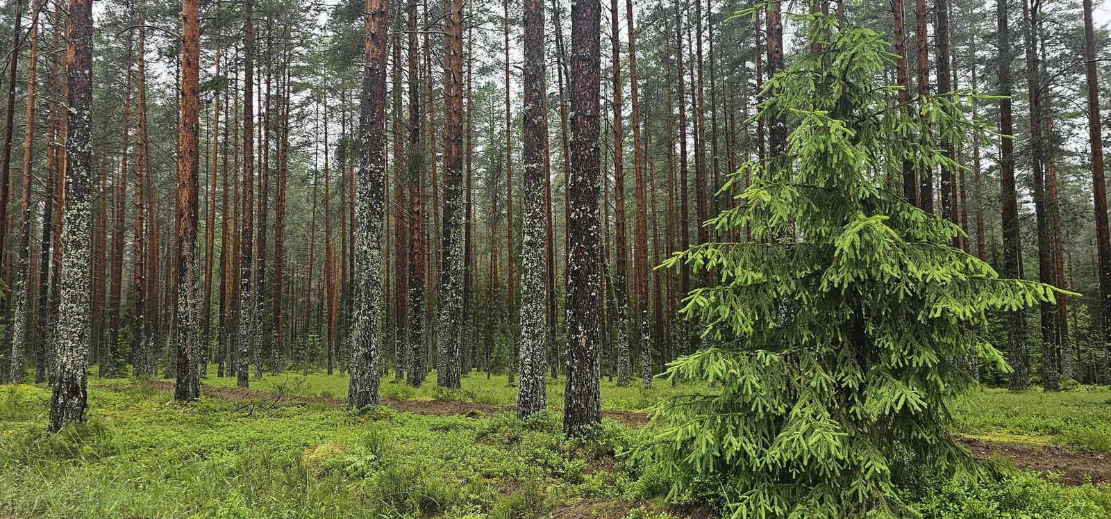 Широкая прогулочная тропа в сосновом лесу