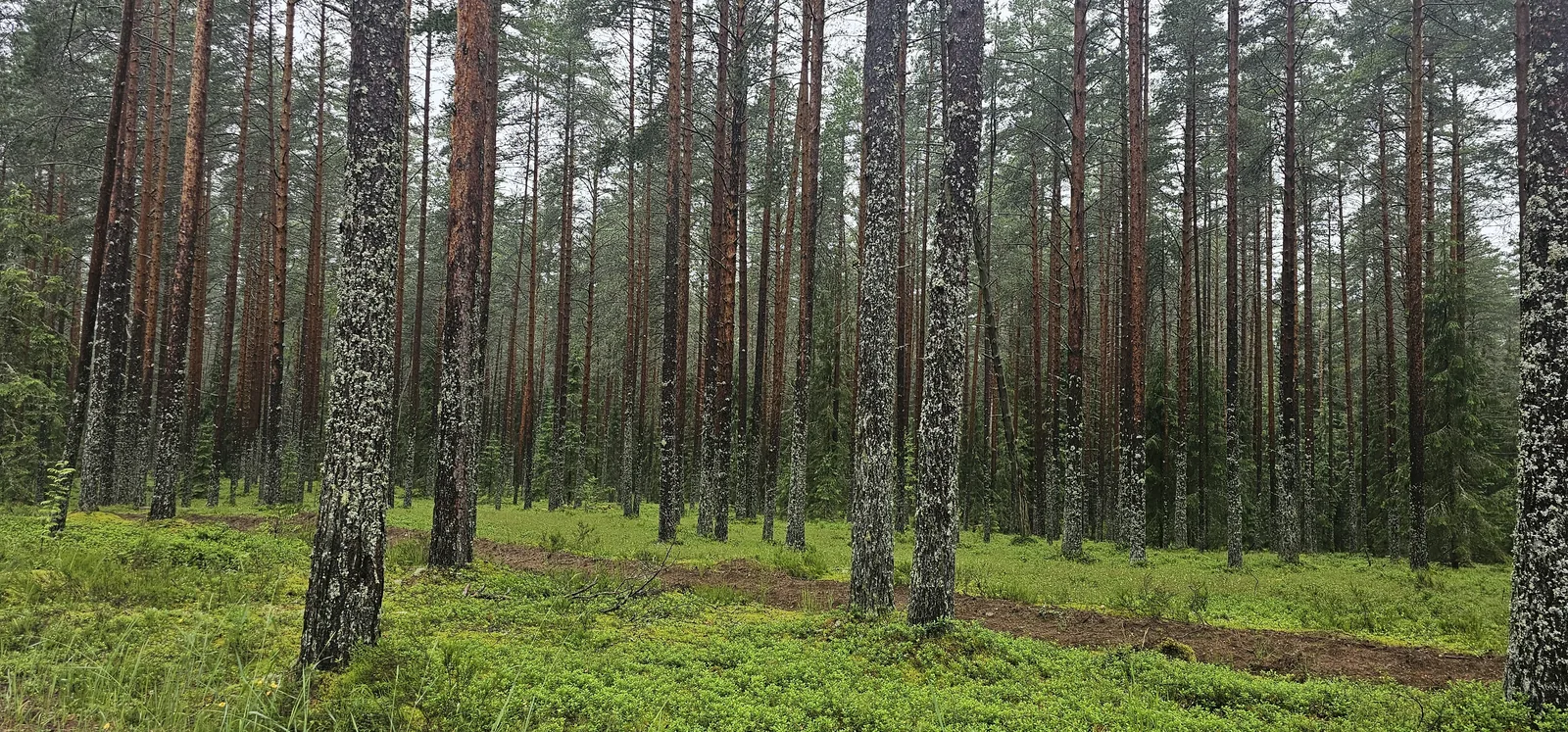Панорамный вид на хвойный лес рядом с домиками